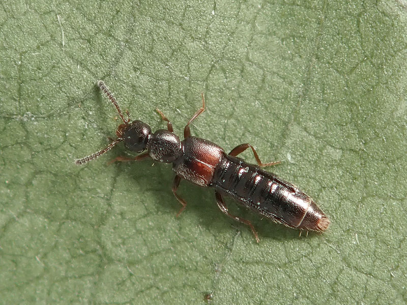 Staphylinidae corticicolo: Aleocharinae,  Phloeopora sp. (cfr.)